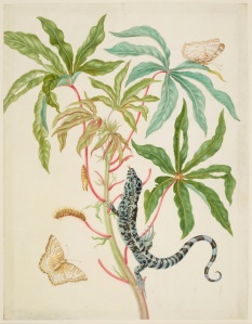 Cassava with White Peacock Butterfly and young Golden Tegu, 1702-03 Royal Collection Trust (C) Her Majesty Queen Elizabeth II 2016. 