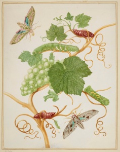 Grape Vine with Vine Sphinx Moth and Satellite Sphinx Moth, 1702-03 Royal Collection Trust (C) Her Majesty Queen Elizabeth II 2016. 